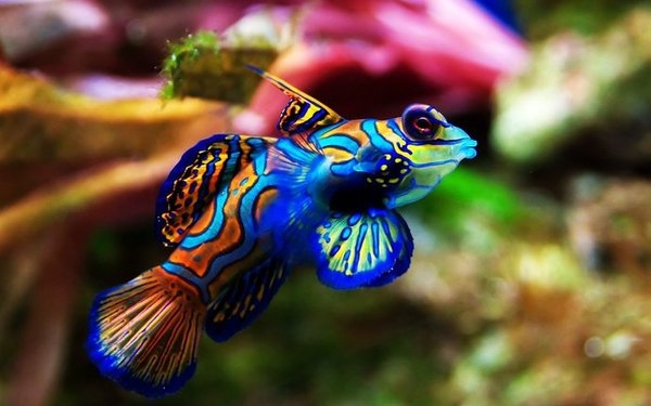 7 Ikan Paling Cantik Di Dunia Iluminasi