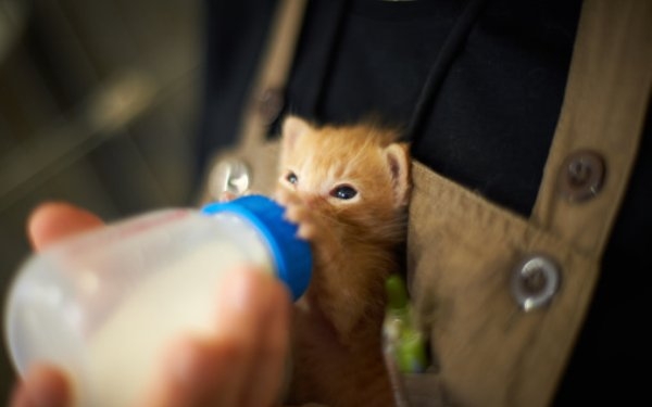 Bolehkah kucing anda diberi minum susu lembu?  Iluminasi