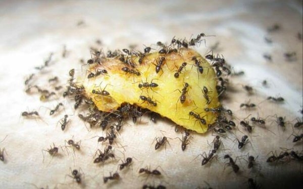 Cara menghilangkan semut hitam kecil