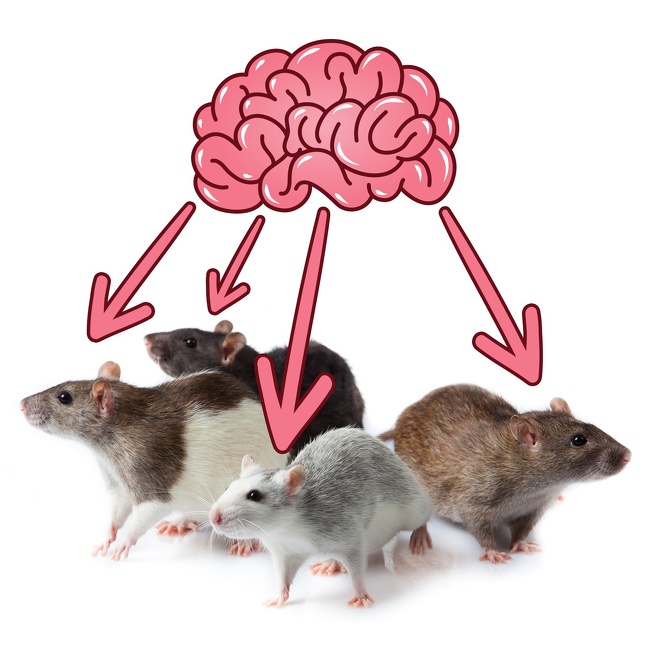 4 otak tikus dihubungkan bersama