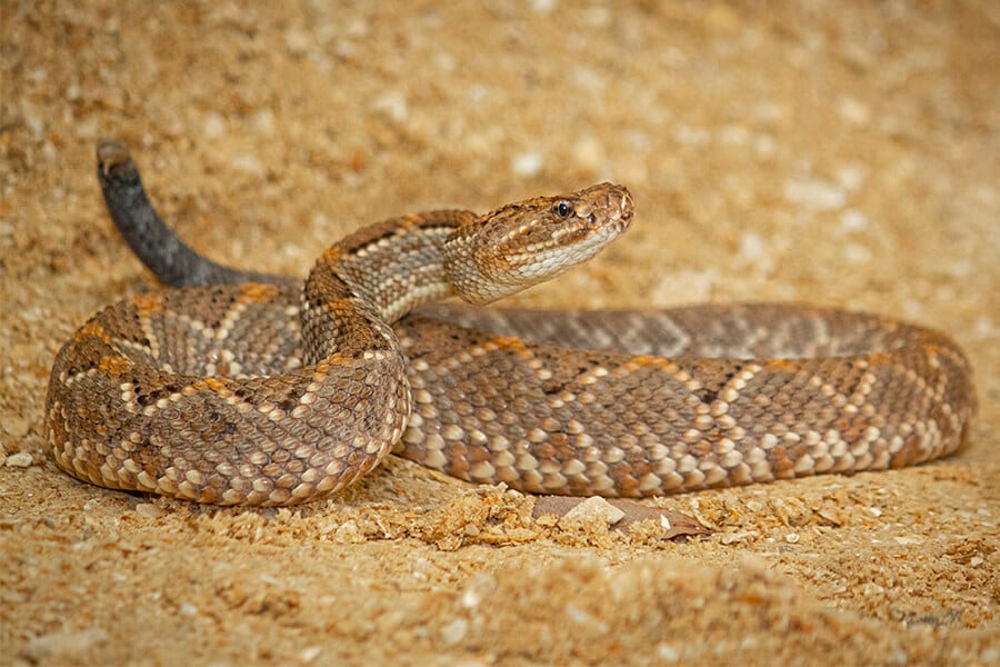 6 ular paling rare di dunia