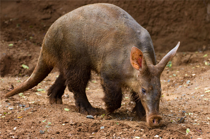 aardvark babi gurun