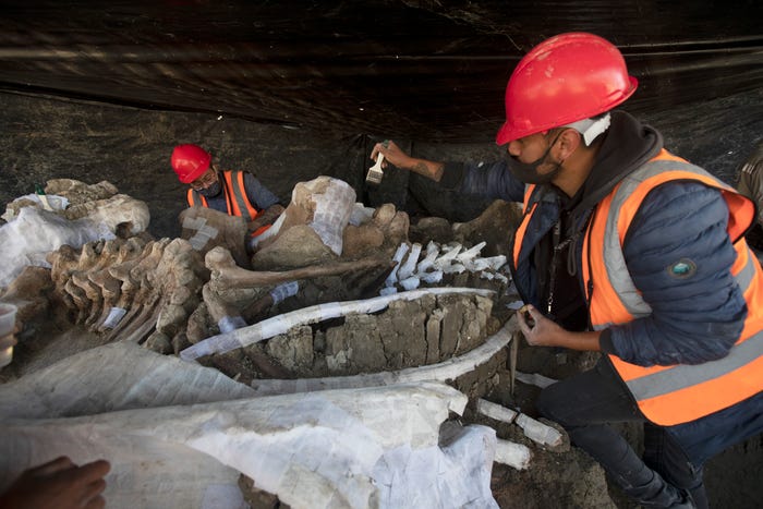 ahli paleontologi memeriksa tulang gajah gergasi 2 jfif