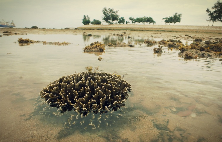 air jernih di pulau semakau tempat terumbu karang