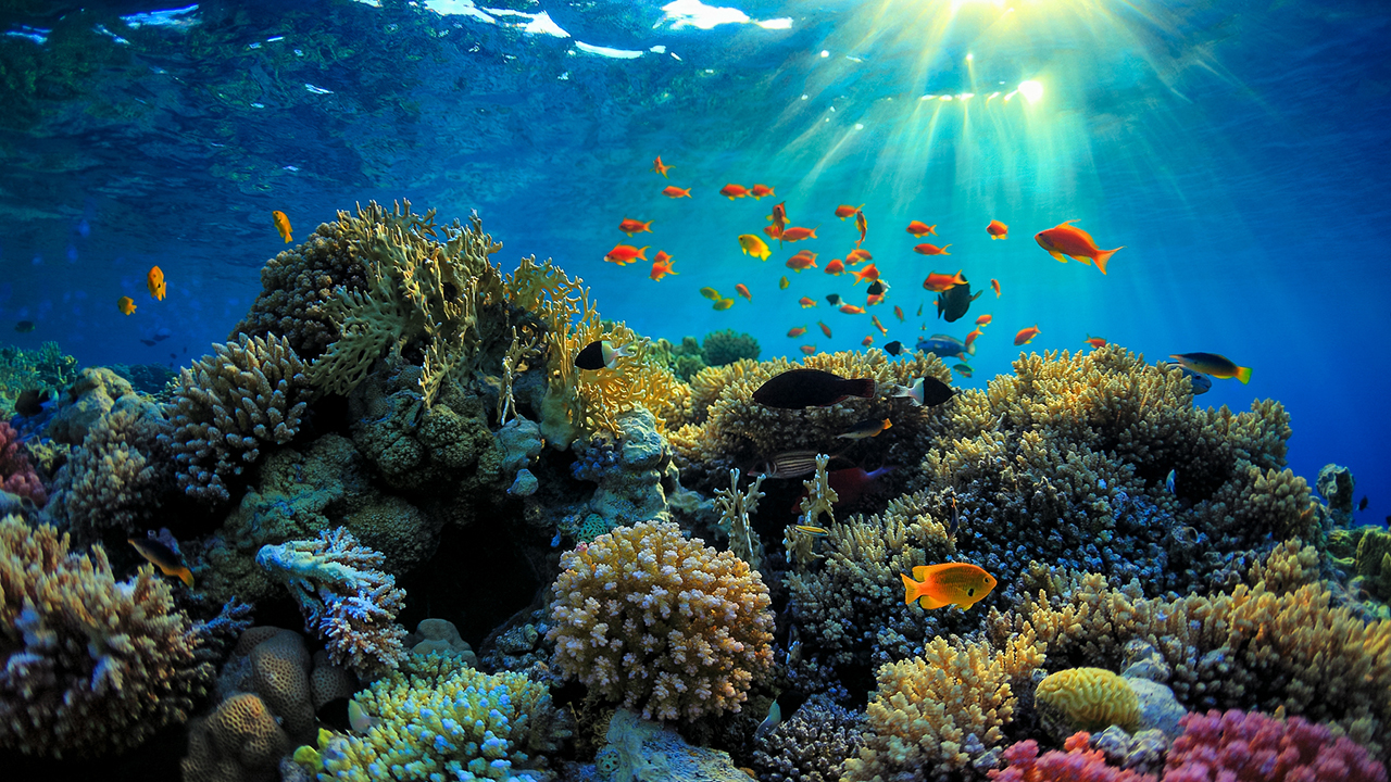 air kencing ikan sangat penting untuk pertumbuhan batu karang