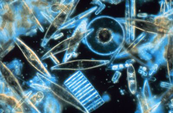 air laut di bawah mikroskop
