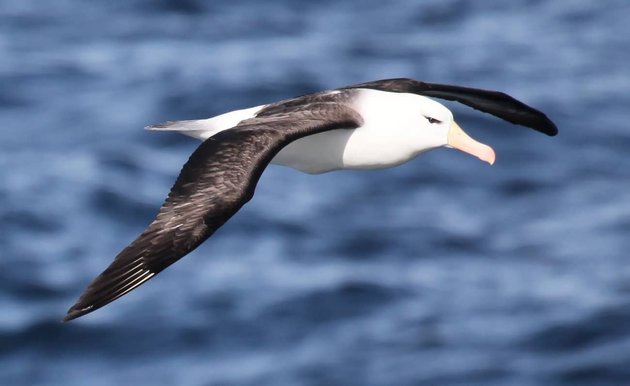 albatross 8 haiwan dengan tabiat tidur yang pelik dan unik