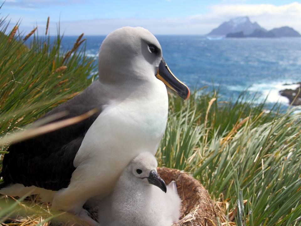 albatross kepala kelabu