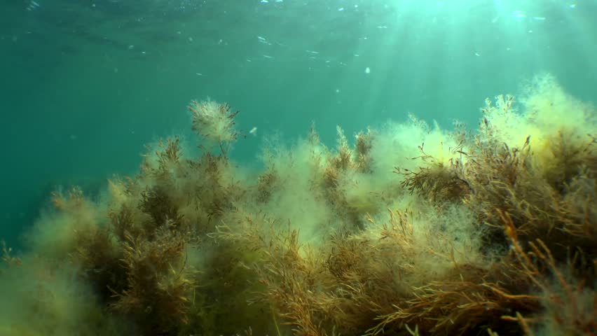 alga laut menyumbang kepada 50 fotosintesis di bumi