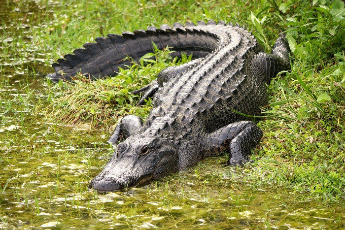 alligator amerika