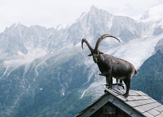 alpine ibex kambing bukit