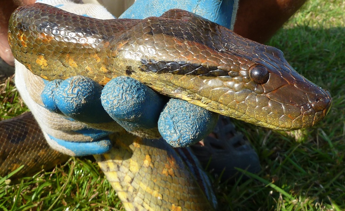 anaconda hijau ular paling besar di dunia 2