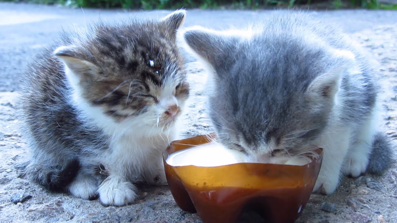 anak kucing minum susu