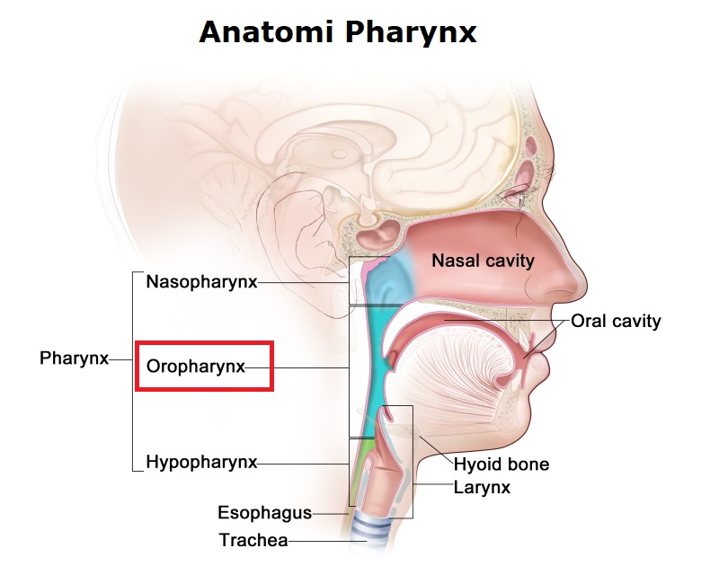 anatomi oropharynx