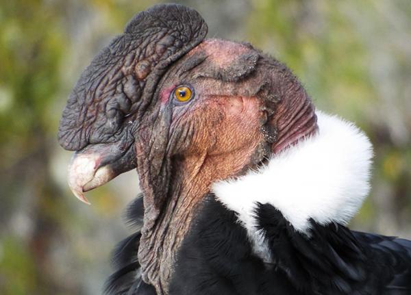 andean condor burung sangat menakutkan
