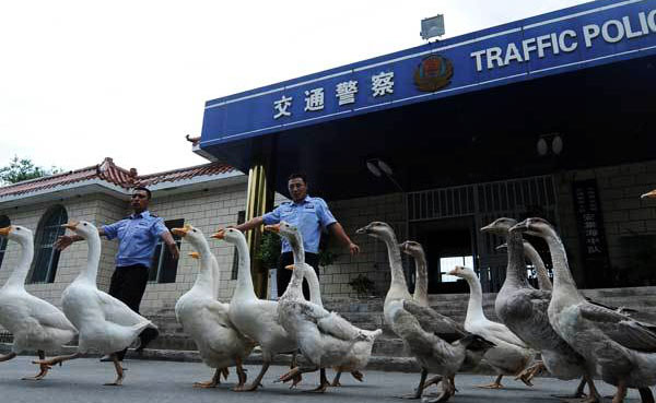 angsa digunakan diberi peranan sebagai pegawai polis di china