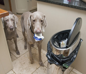 anjing makan sampah
