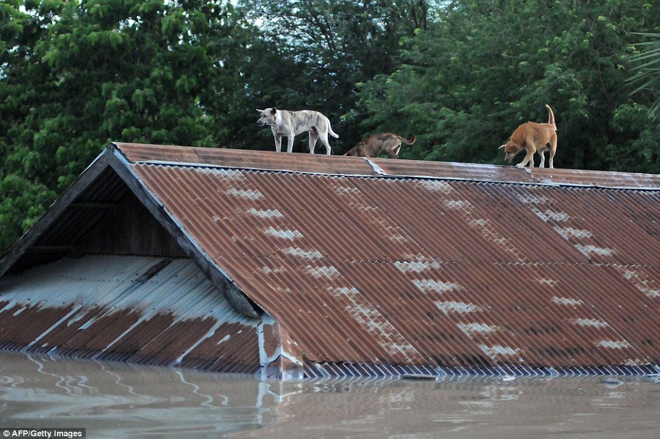 anjing panjat bumbung ketika banjir