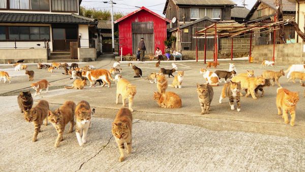 aoshima island cats 1  optimal