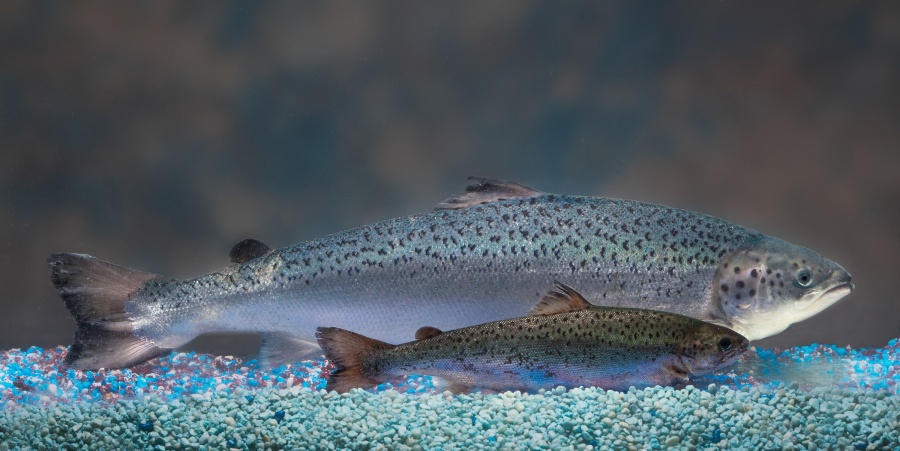aquadvantage salmon