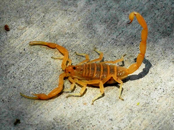 arizona bark scorpion kalajengking paling berbisa di dunia