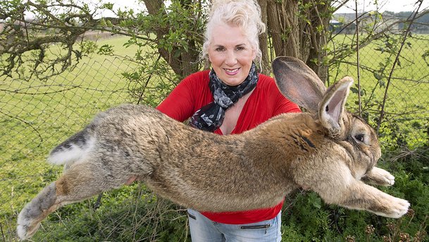 arnab gergasi flemish haiwan paling besar di dunia