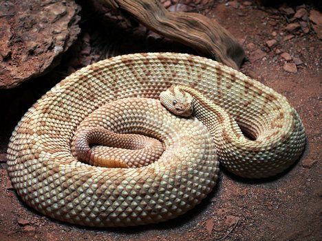 aruba island rattlesnake ular paling rare di dunia