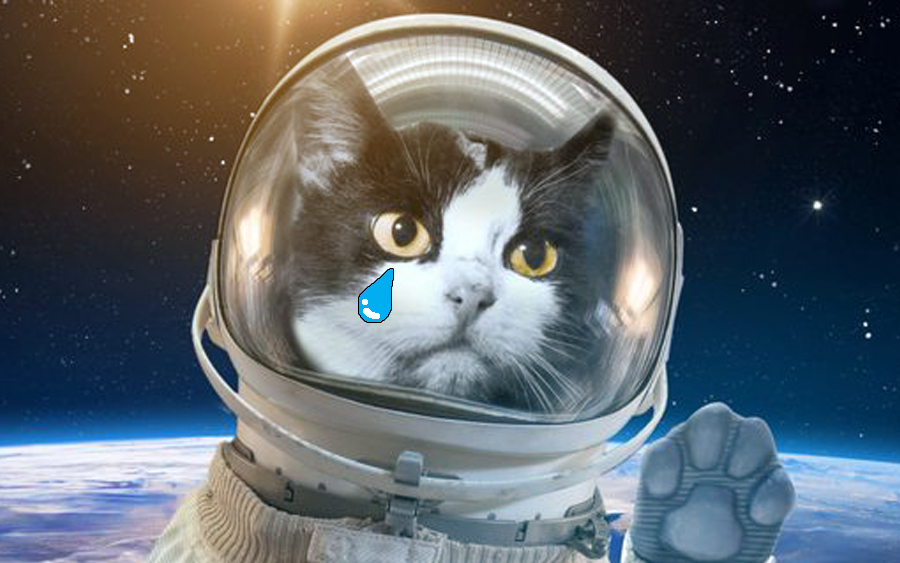 astrocat felicette angkawan kucing pertama