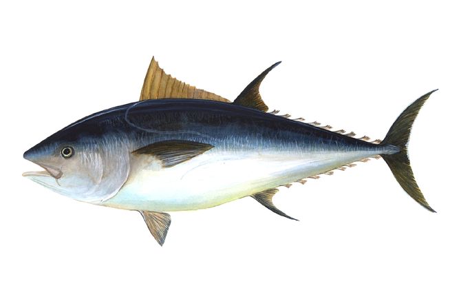 atlantic bluefin