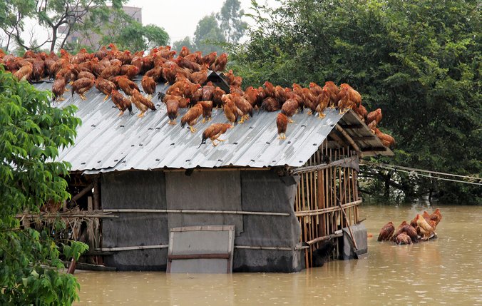 ayam panjat bumbung masa banjir