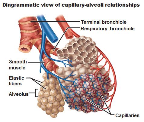 bahagian alveoli dalam paru paru