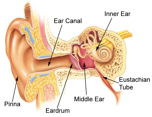 bahagian telinga manusia