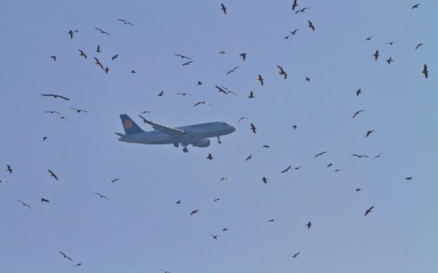 bahaya burung kepada pesawat