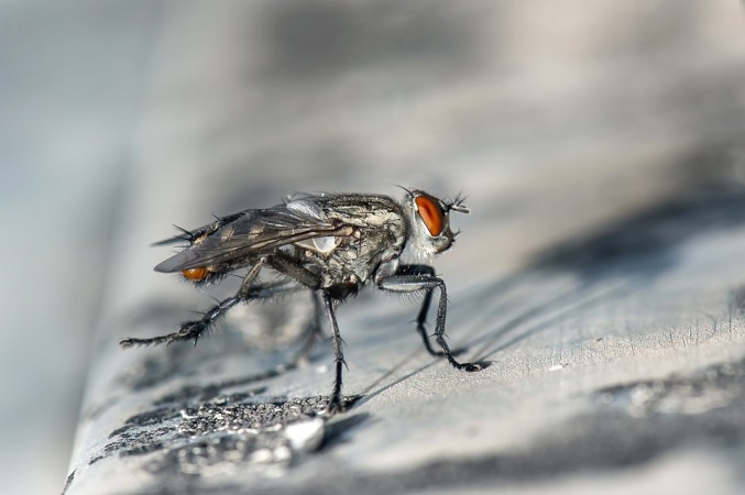 bahaya lalat rumah