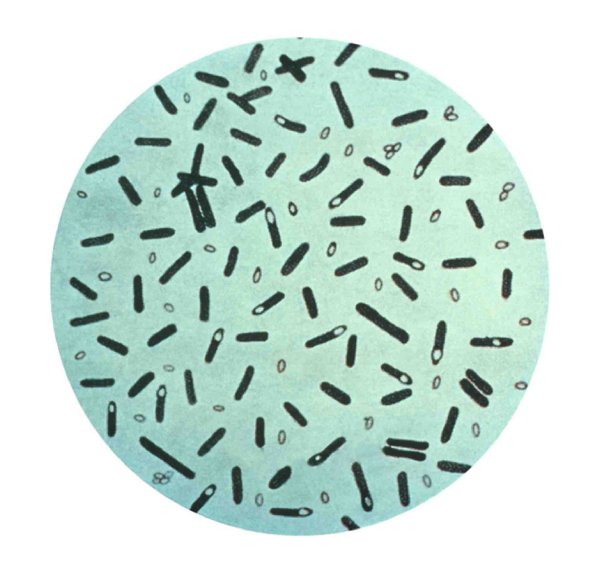 bakteria 768