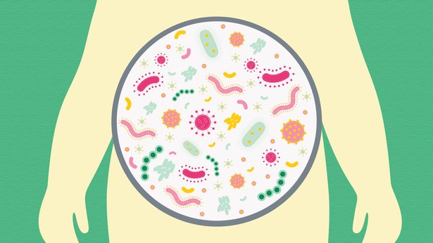bakteria di usus