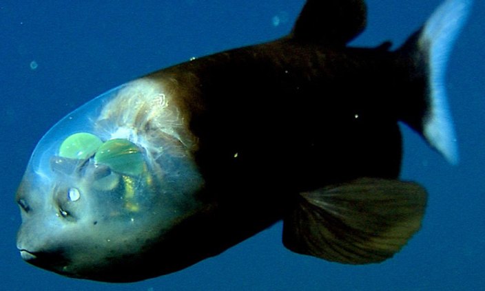 barreleye fish ikan lut sinar