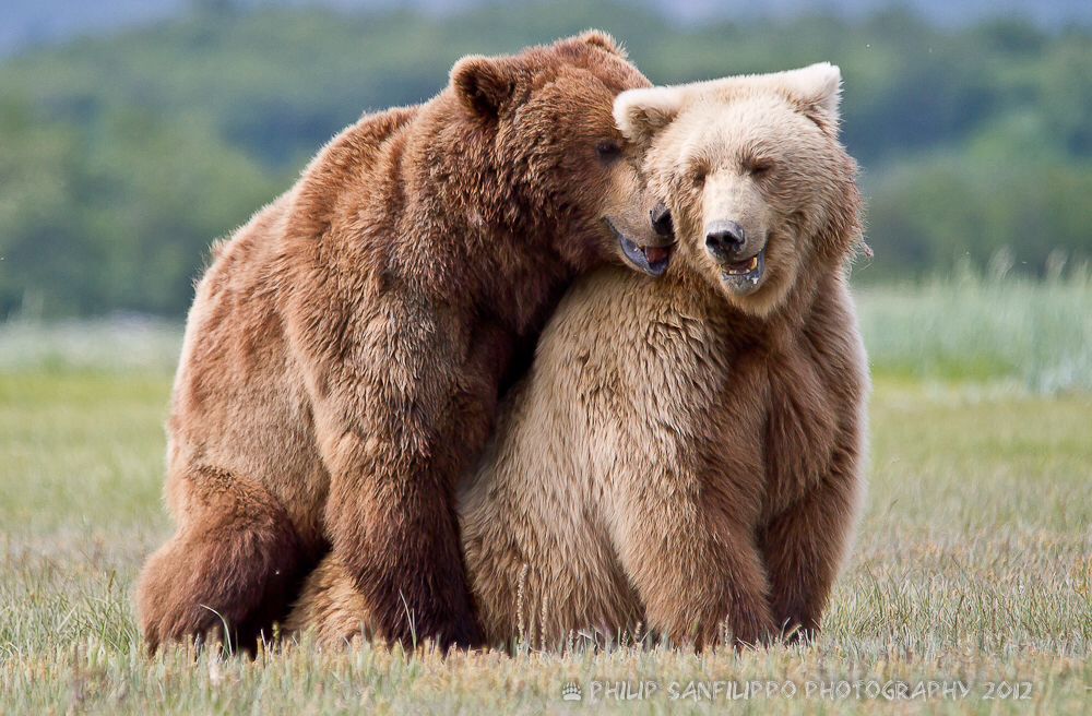 beruang bercinta