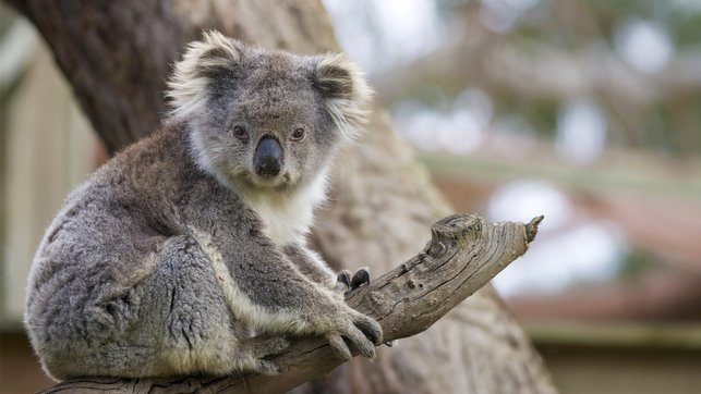 beruang koala