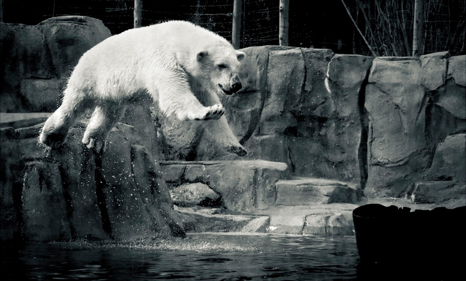 beruang kutub membunuh kanak kanak juan perez di zoo