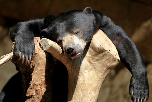 beruang tidur