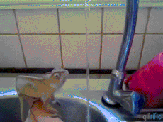 binatang pun pandai cuci tangan
