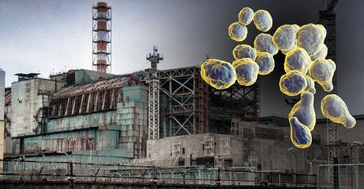 black fungsi cherrnobyl