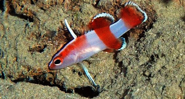 bladefin basslet ikan tropika paling mahal di dunia 649