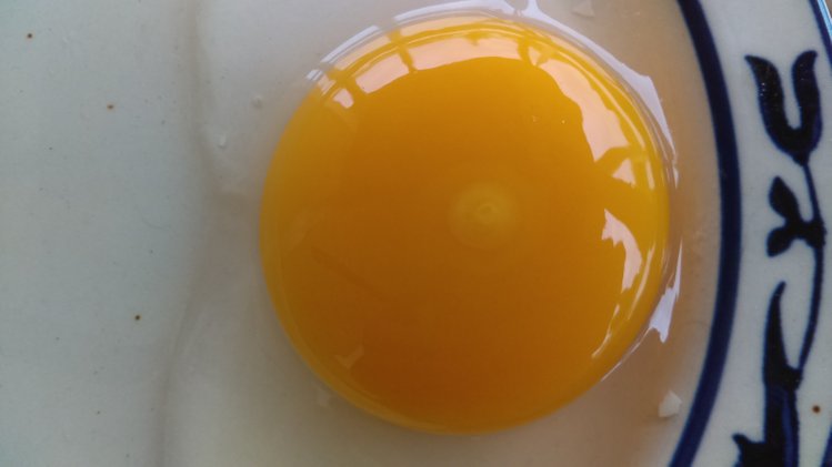 blastoderm pada telur 289