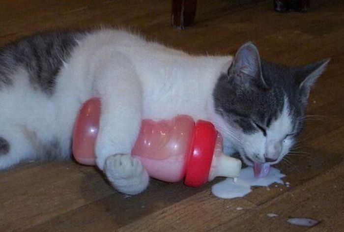 bolehkah beri kucing minum susu 2