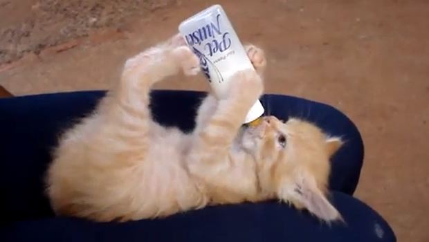 bolehkah beri kucing minum susu 3