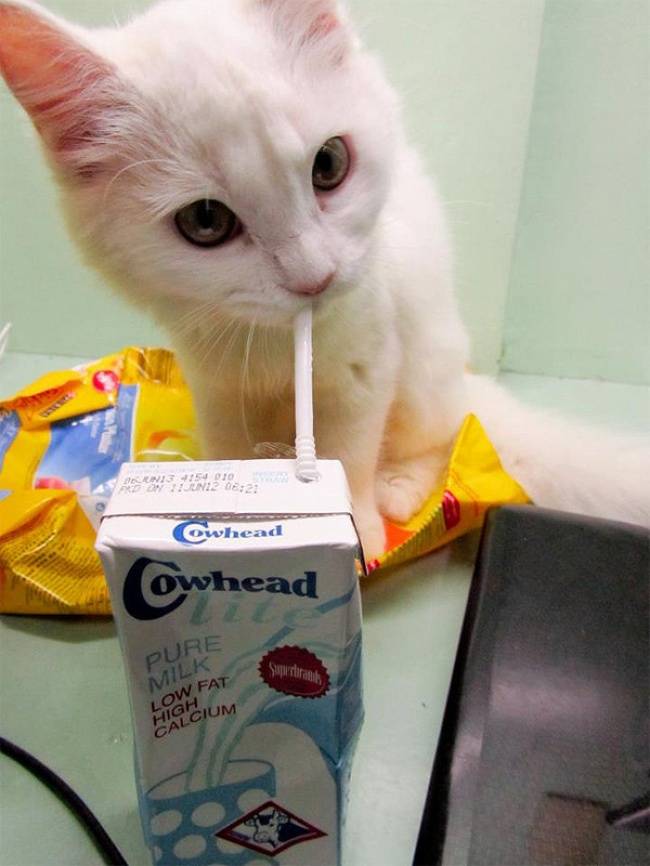 bolehkah beri kucing minum susu 4