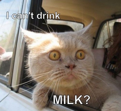 bolehkah beri kucing minum susu 5