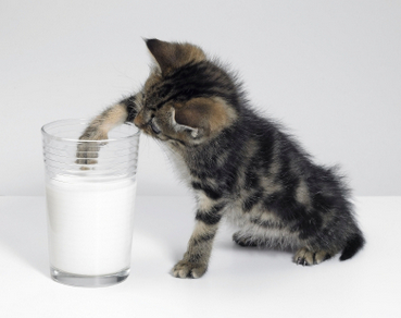 bolehkah beri kucing minum susu